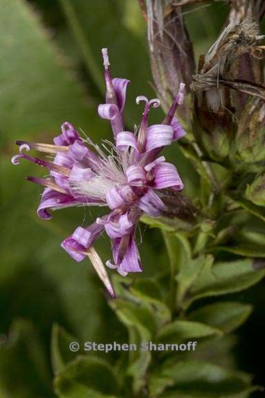 stevia salicifolia 4 graphic